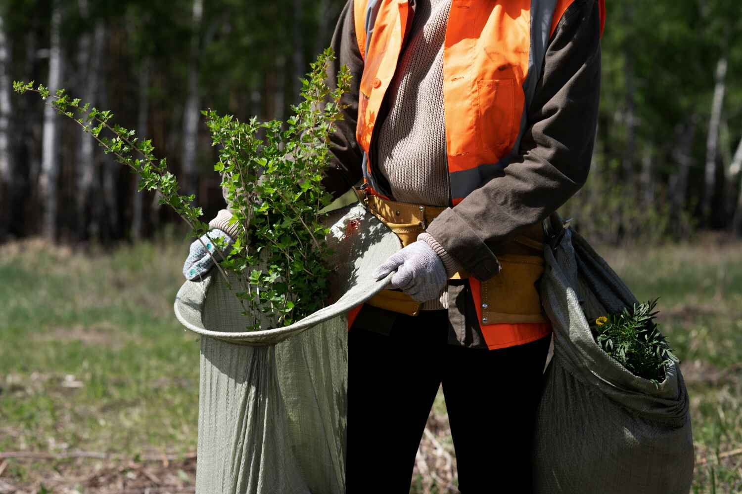 Tree Health Inspection in Four Oaks, NC